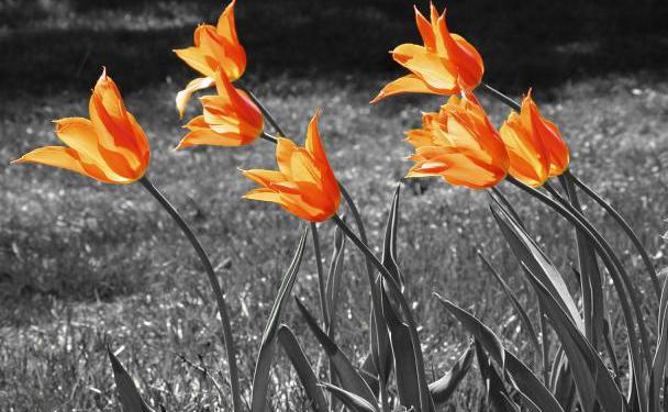 spring-tulips_4578.jpg
