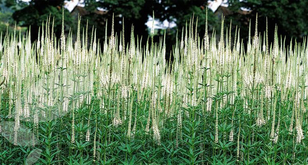 veronicastrum.jpg